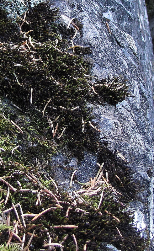 Schistidium boreale